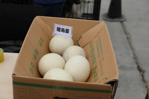 品味地道小吃，选购农家好物——回顾托里县消费扶贫活动精彩瞬间与美食荟萃