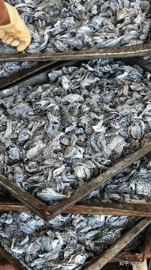 禁食野生动物背景下餐饮业的结构性变革与美食加盟新机遇